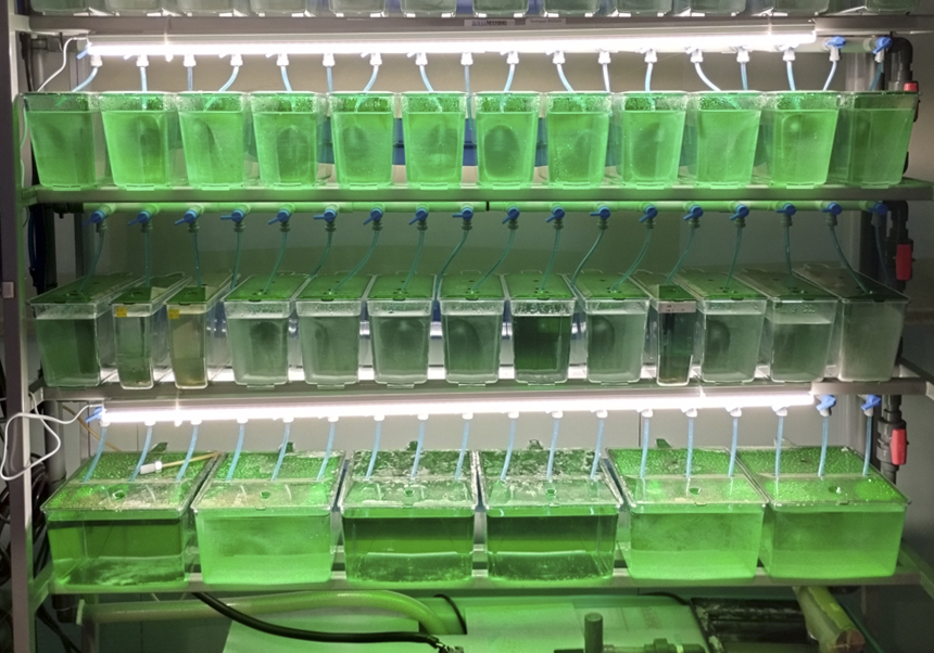 La planta d'aquaris del SCSIE ja disposa d'un rack per a realitzar estudis amb peix zebra