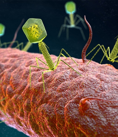 Virus