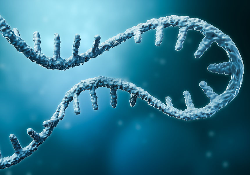 The computer program developed by I2SysBio makes it possible to discover new transcripts that were not in the genome databases. Credits: Pixabay