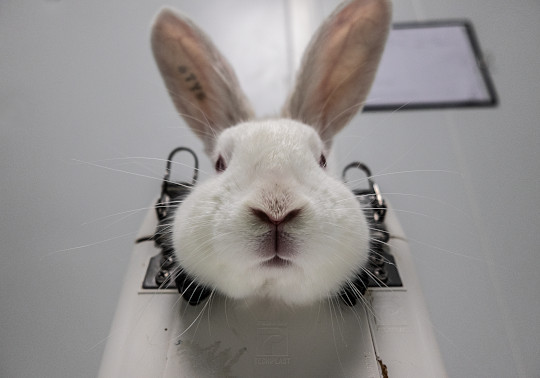 Un conejo inmovilizado en una restricción antes de que le sangraran las orejas, España. © Carlota Saorsa.