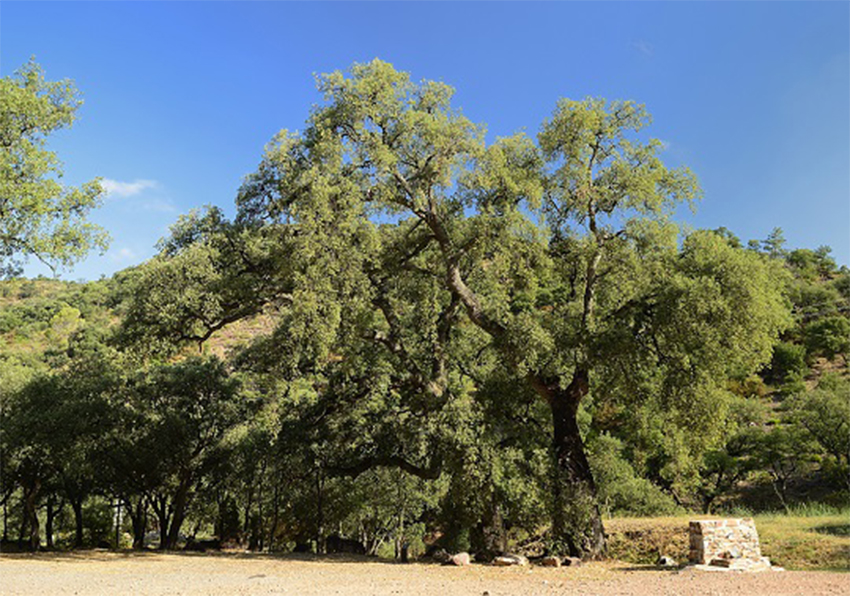 Sureres Serra d'Espadà