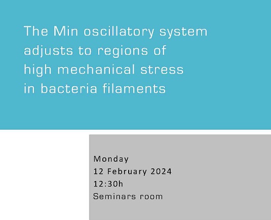 The Min oscillatory system adjusts to regions of high mechanical stress in bacteria filaments