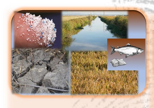 composición con fotos de la albufera