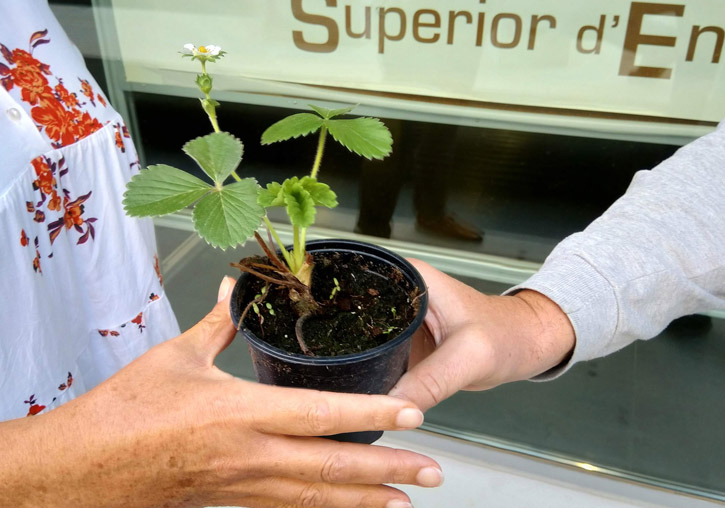 Una de las plantas de fresas.