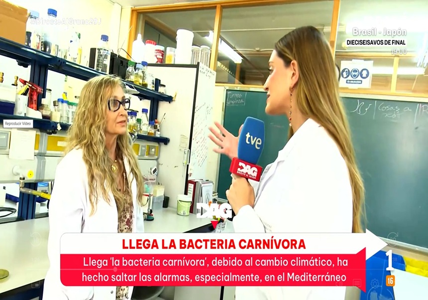 Experts del departament de Microbiologia i Ecologia de la  Facultat de Ciències Biològiques de  la Universitat de València aclarixen en TVE el problema del “bacteri menja-carn” al Mediterrani