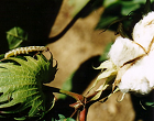 algodon