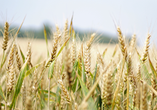 Càtedra de Cooperatives Agroalimentàries