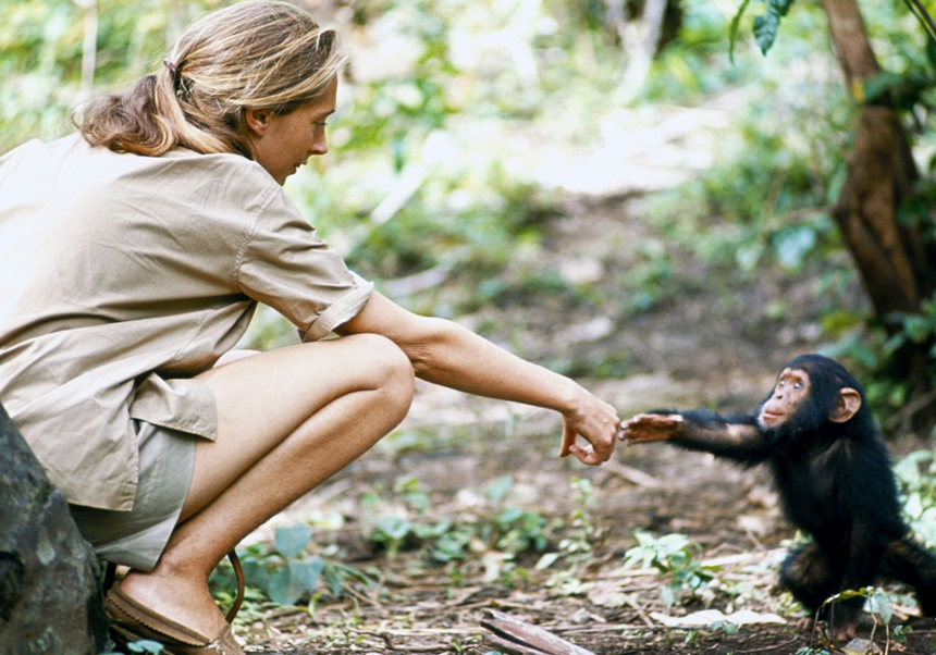 Mor l'etòloga britànica Jane Goodall, experta en ximpanzés