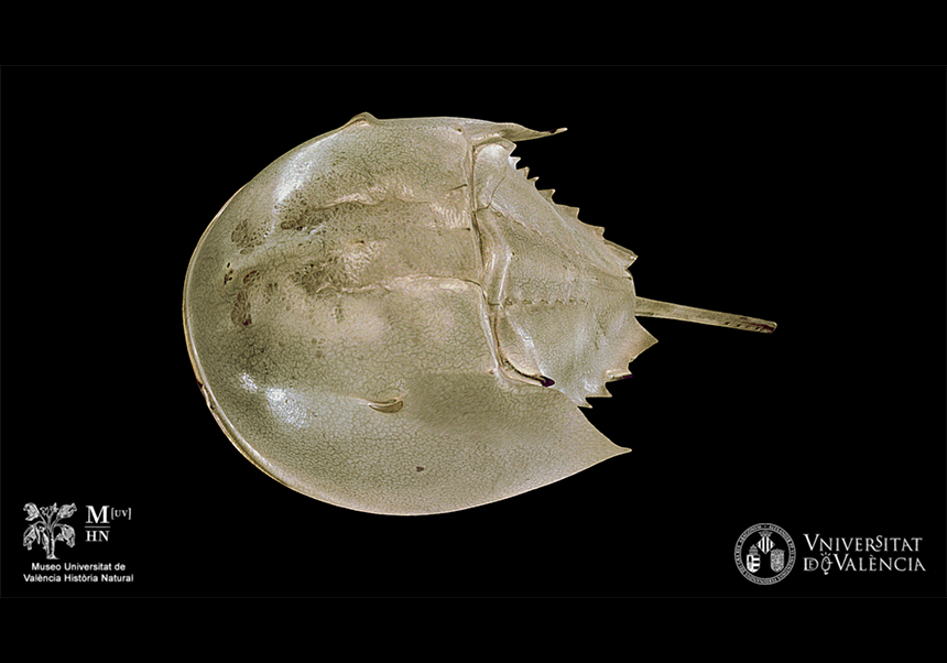 <em>Limulus polyphemus</em>. Cangrejo herradura del Atlántico - Diciembre