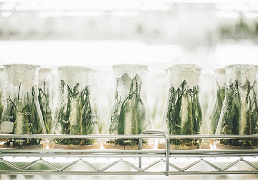 test tubes