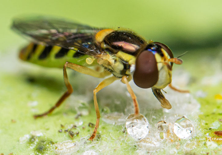 El sírfido <i>Sphaerophoriarueppellii</i> alimentándose de melaza de la mosca blanca <i>Aleurothixusfloccosus</i> (Foto de Ángel Plata).