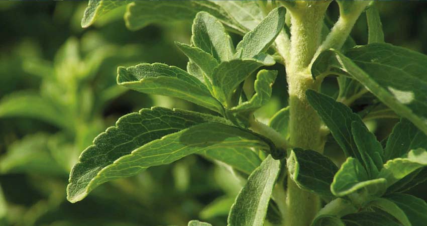 Foto de una planta