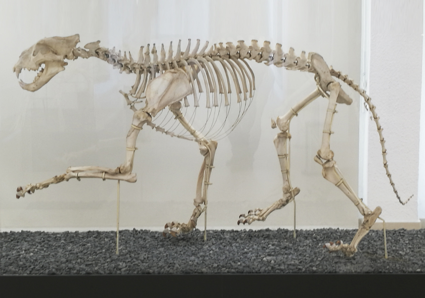 León africano - Junio