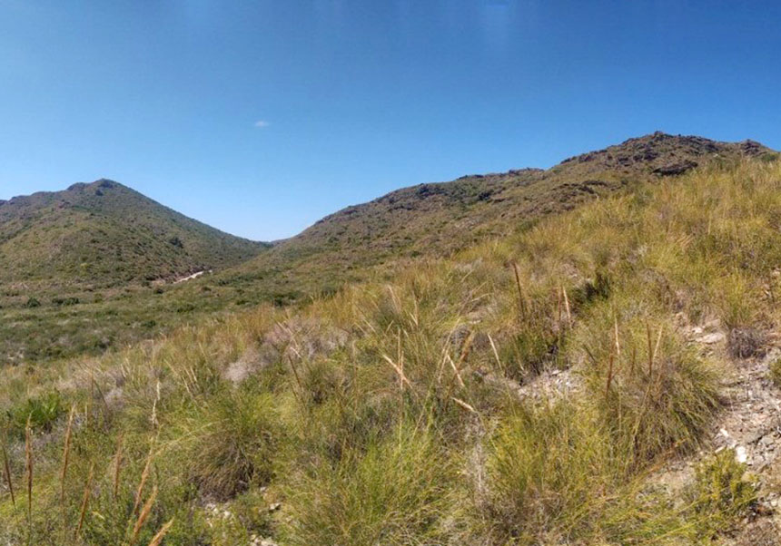 Mediterranean brushwood in Calblanque (Cartagena) in which nurse plants such as esparto grass or cistus favour the establishment of other plants