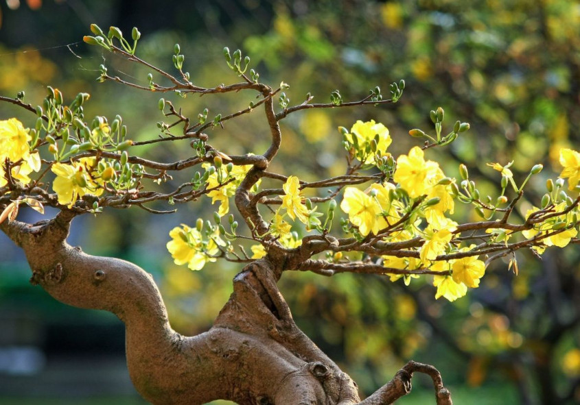 Imatge del esdeveniment:bonsai
