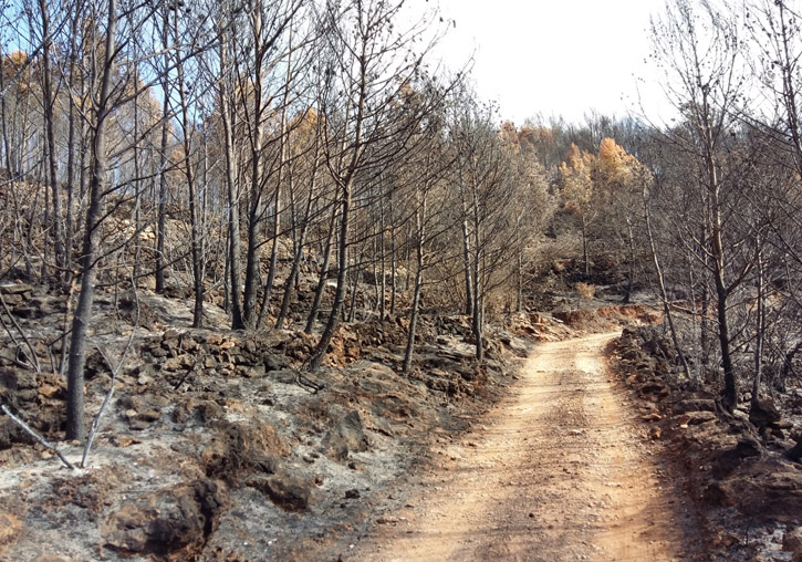 Fire in the Serra d’Espadà in the summer of 2016, which will burn about 1,500 hectares of forest soil.