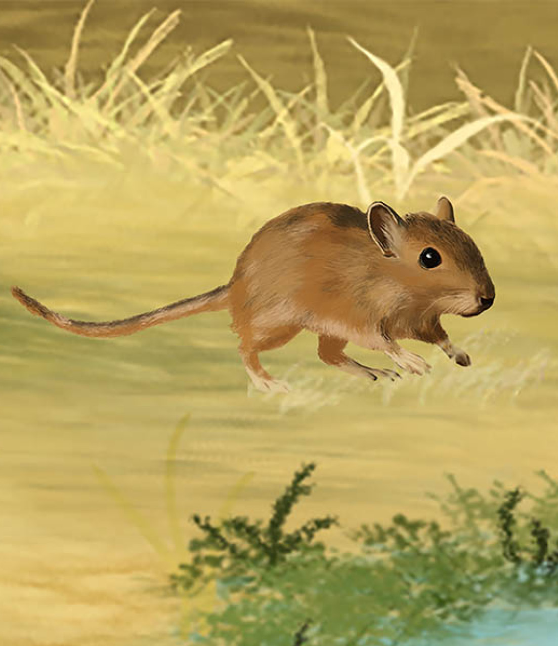 Recreation of the new sepecies of African gerbil found in the Iberian Peninsula. Ilustration: Noa Mora (Escola d'Art i Disseny de Tarragona).