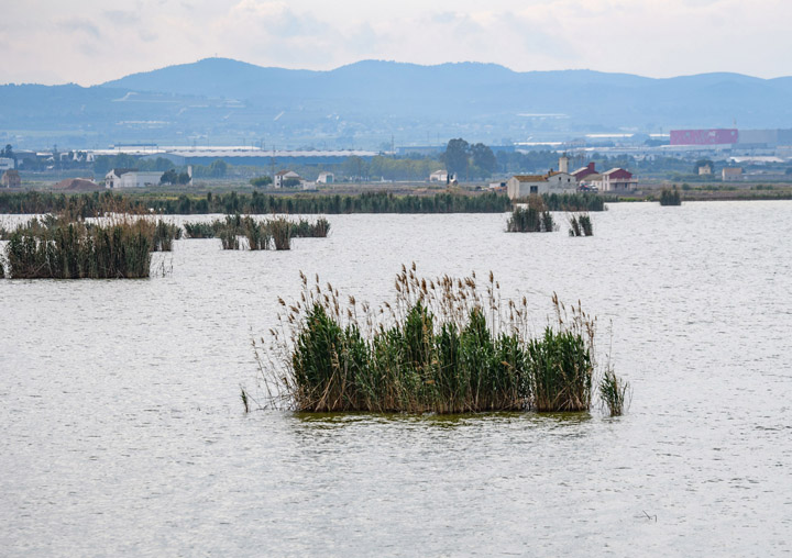 Albufera image by: Bruno Durán.