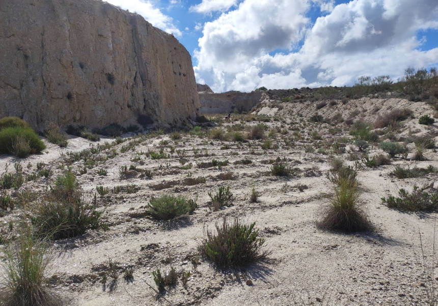 A ecosistemes àrids com el de Sorbas (Almeria), la facilitació entre plantes és clau. FOTO: Alba Navarro.