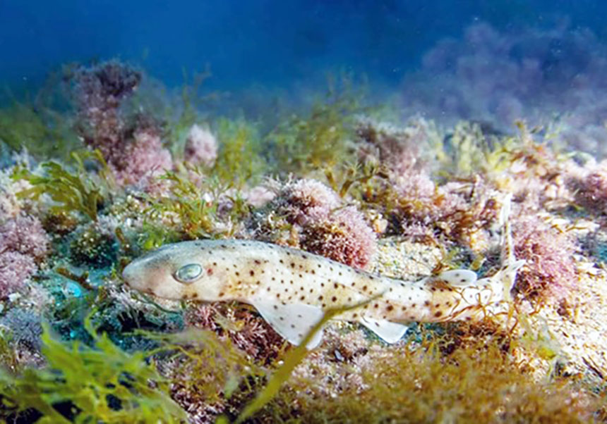 Adult small-spotted catshark. Vicente Renovell, CC BY-NC