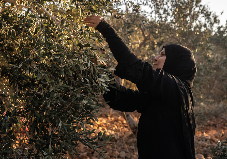 Mujer recogiendo aceitunas de un olivo en Gaza