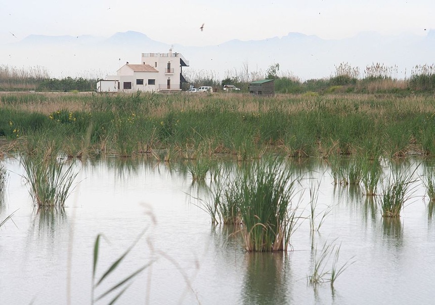 Els aiguamolls de la Pipa i l’Illa milloren la qualitat de l'aigua en l'Albufera en reduir pesticides i metalls pesats