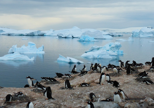 penguins