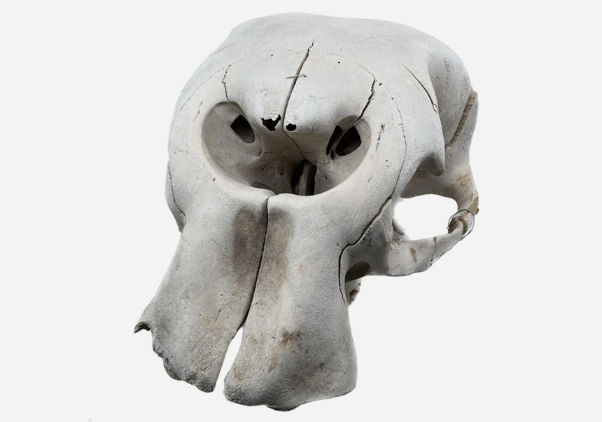 Cráneo de elefante africano (<em>Loxodonta africana</em>) - Noviembre