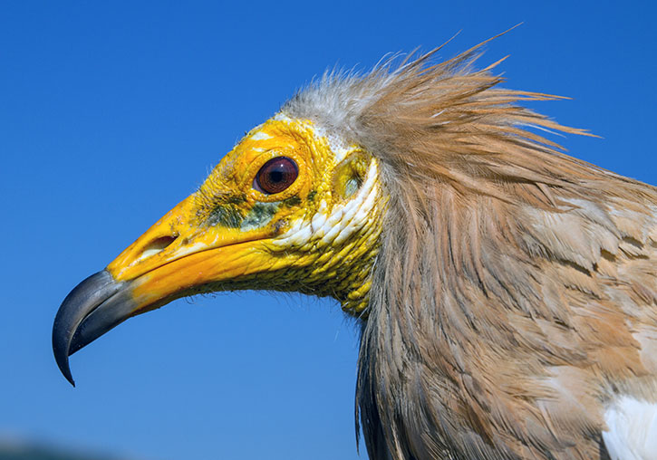 Egyptian vulture