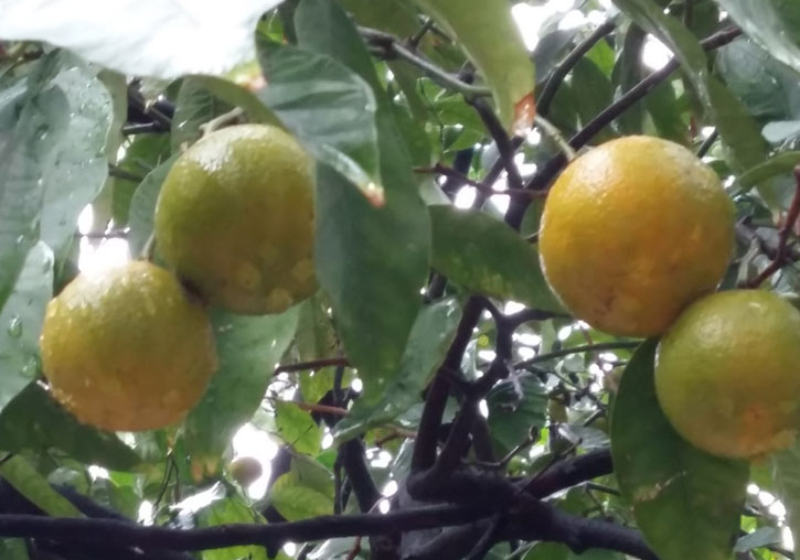 Orange tree.