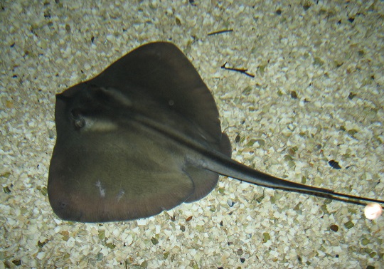 Dasyatis pastinaca. https://es.wikipedia.org/wiki/Dasyatis_pastinaca#/media/Archivo:Common_stingray_tynemouth.jpg