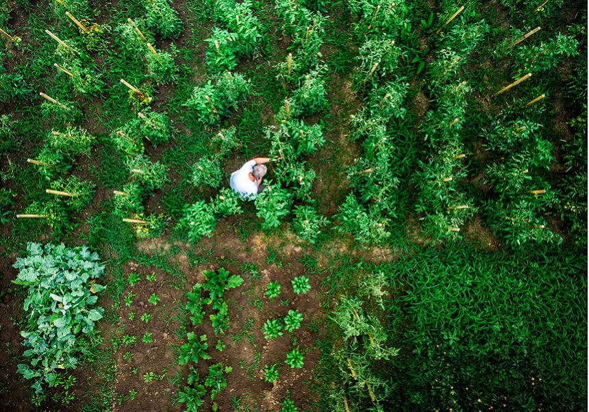 Los resultados mejoran la predicción de las cosechas. / iStock