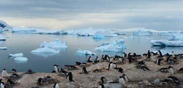 Pingüins a l'Antàrtida.