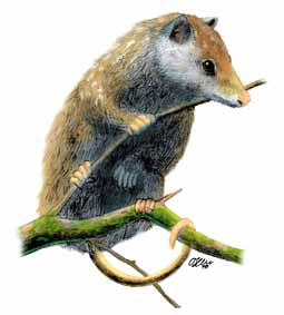 Reconstrucción del marsupial, realizada por Óscar Sanisidro.