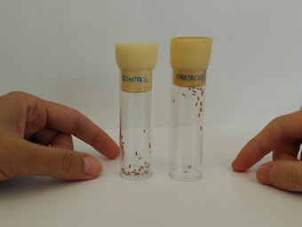 Image in which it can be seen the motor skills of the flies.