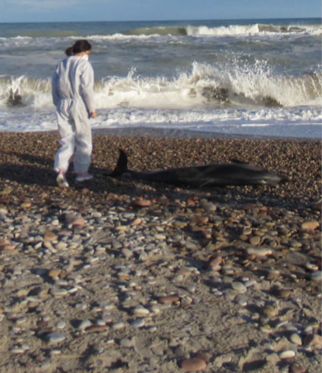 Dofí a l platja