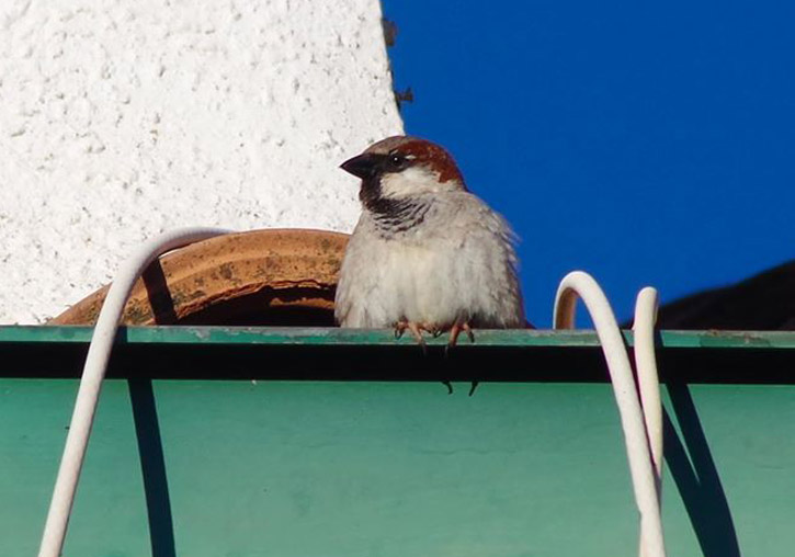 Male sparrow.