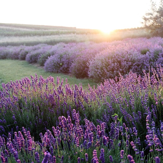 Imagen Campo de Lavanda