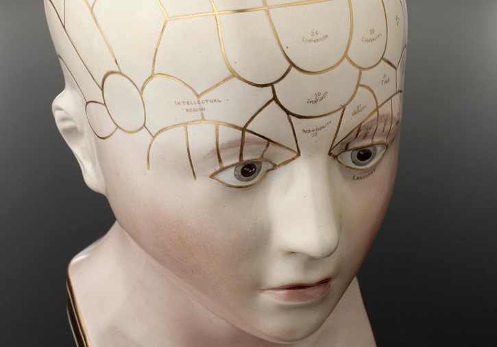 Cráneo frenológico de porcelana (Europa, 1801-1900). Science Museum Group Online Collection.
