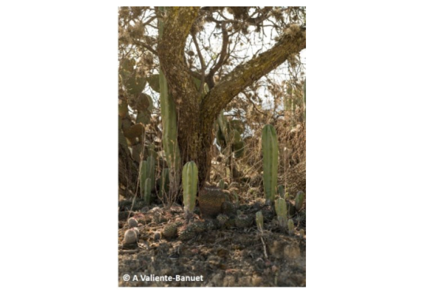 El árbol leguminoso Prosopis laevigata facilita un grupo de cactus: Myrtillocactus geometrizans, Opuntia pilifera y varias especies de Mammillaria en el Valle de Tehuacán-Cuicatlán, México. Crédito de la foto: Alfonso Valiente-Banuet