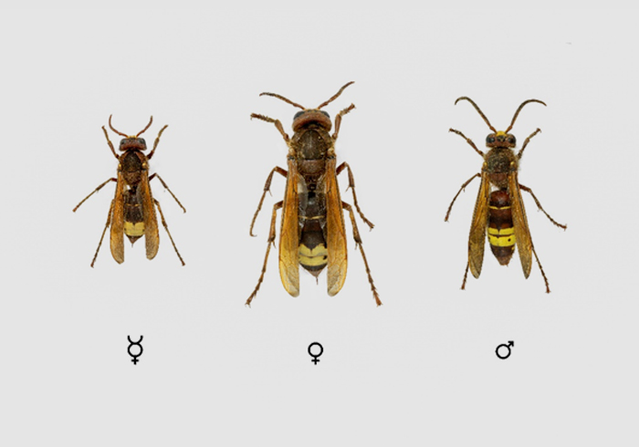 ¿Podemos celebrar hoy el día mundial para las abejas valencianas? ¿Hasta cuándo?