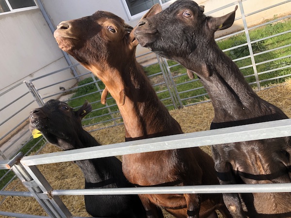 Male goats from CITA-IVIA