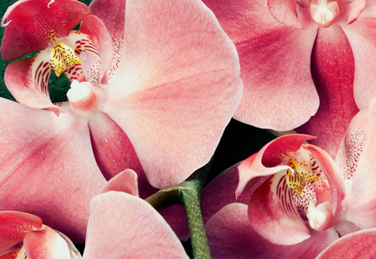 Fotografia de orquídia