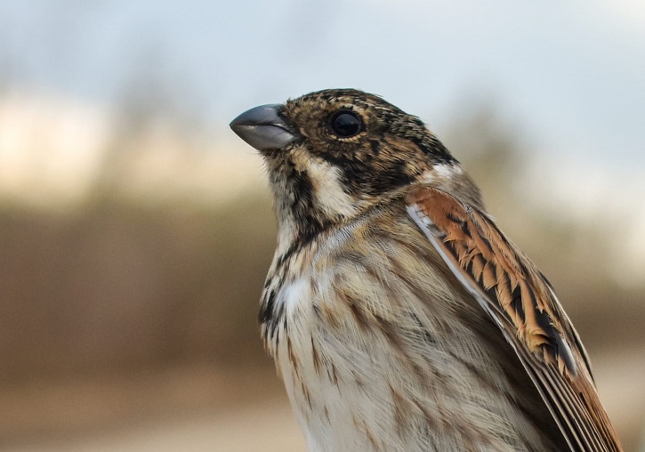 Specimen of the Iberian-eastern reed bunting (Emberiza schoeniclus witherbyi). Photo: Iván Alambiaga Arévalo.