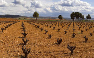 Viñas de Requena.