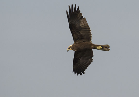 Aguilucho lagunero