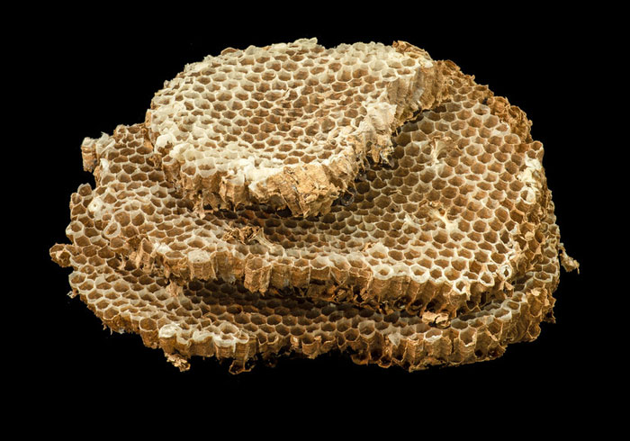 Panal de avispa asiática