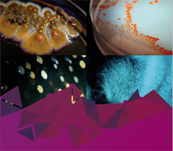 Exposición Microbiología clínica