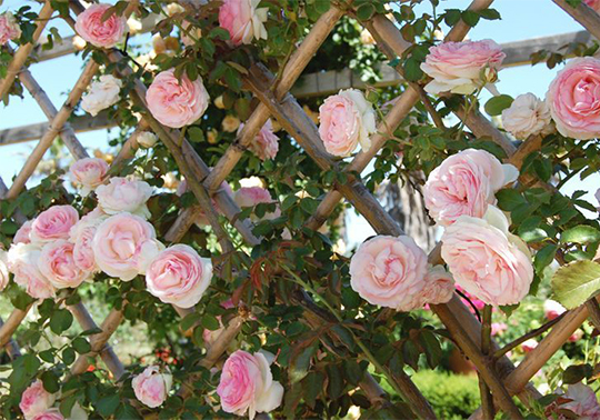 Roses curs al botànic