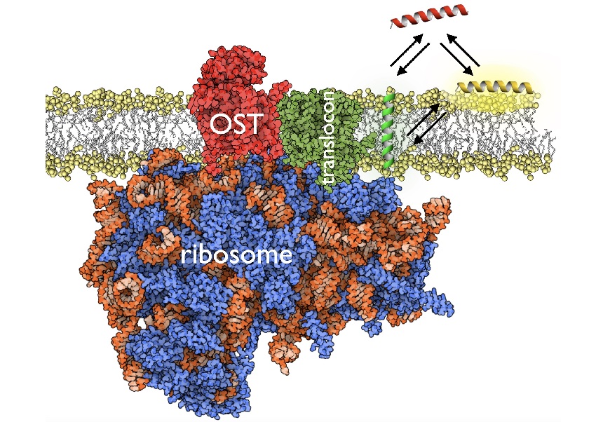 Gràfic que mostra la recerca sobre les proteïnes en membranes.